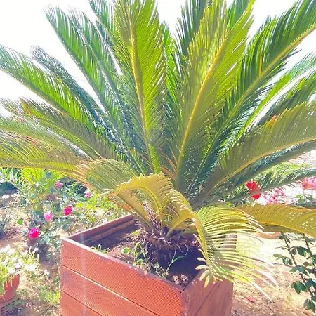בית נופש Maria & Zachos House